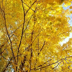 Meet your Posher, Patty